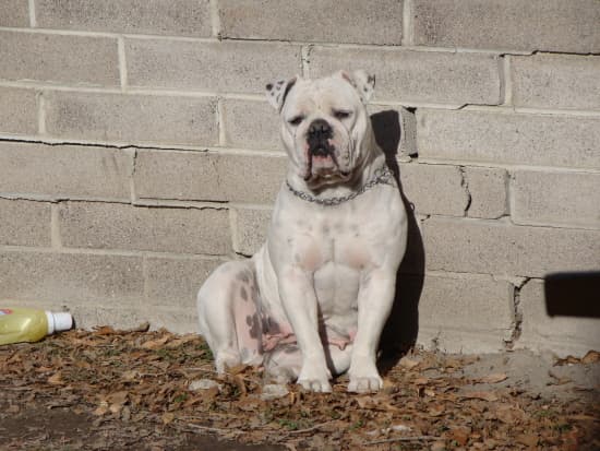 Kingdom Bulldog's Lola