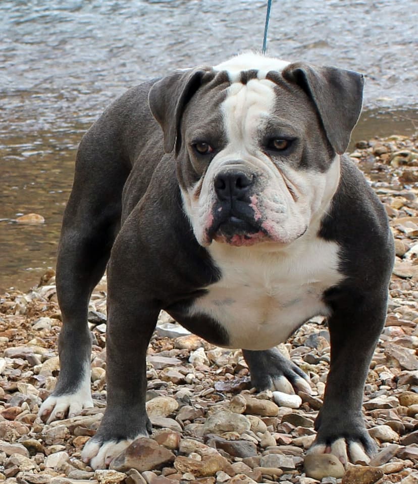 Best of Bullies' King Lobo