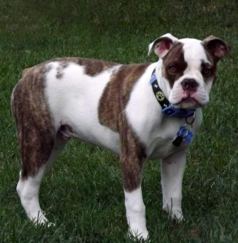 Ladybug Bulldogges' Gus
