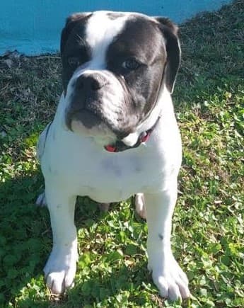 Legacy's Diesel