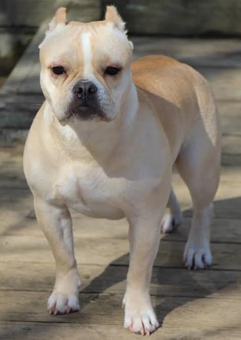 Coastline Bullies Puppy E2
