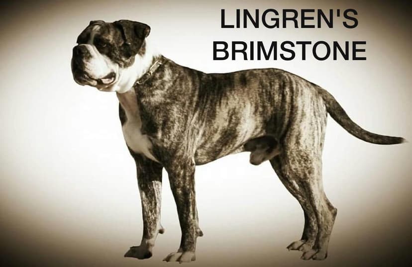Lingren's Brimstone