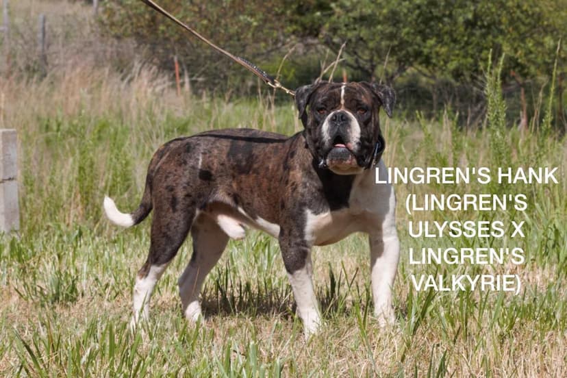 Lingren's Hank
