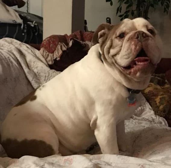 Lola's Witten of Harmolee