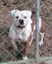 Caribbean Bulldog's Lucy