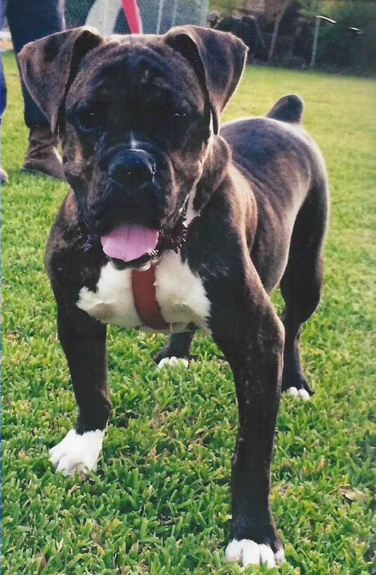 Southern Rebellion's Bruiser