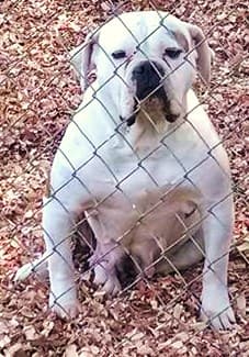 Stand Out Bulldog's Layla