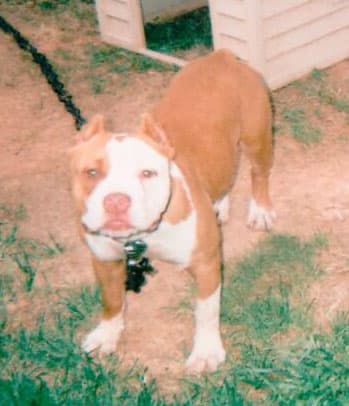 StarCity Bullyz Chloe