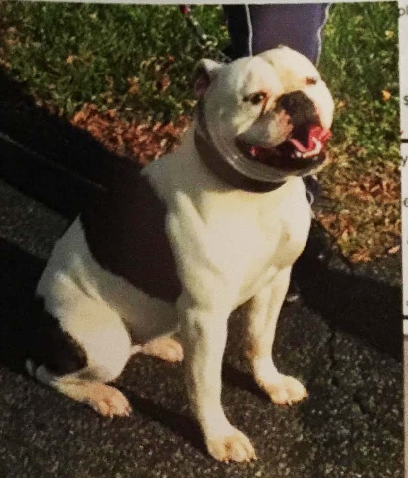StarCity Bullyz Coco