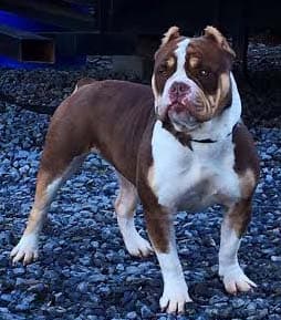 StarCity Bullyz Cookie Monster