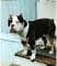 StarCity Bullyz Loucious