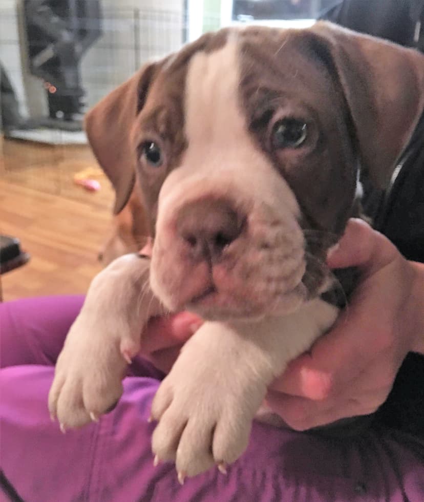 Star's Bully Babies' Murphy