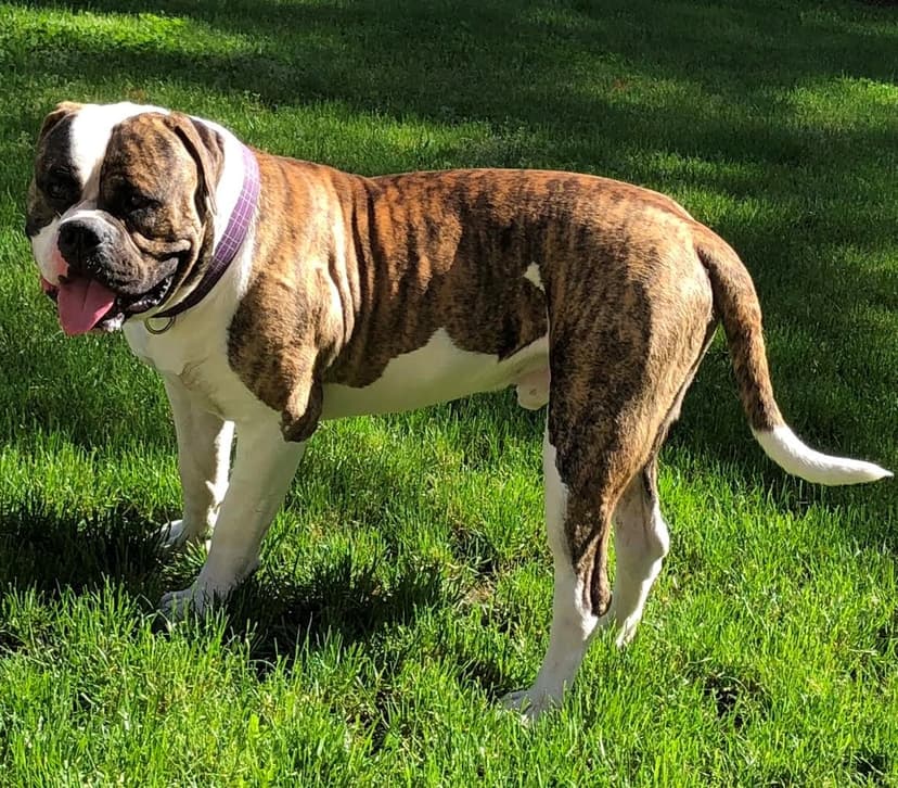 Stomping Grounds' Roscoe of CBB
