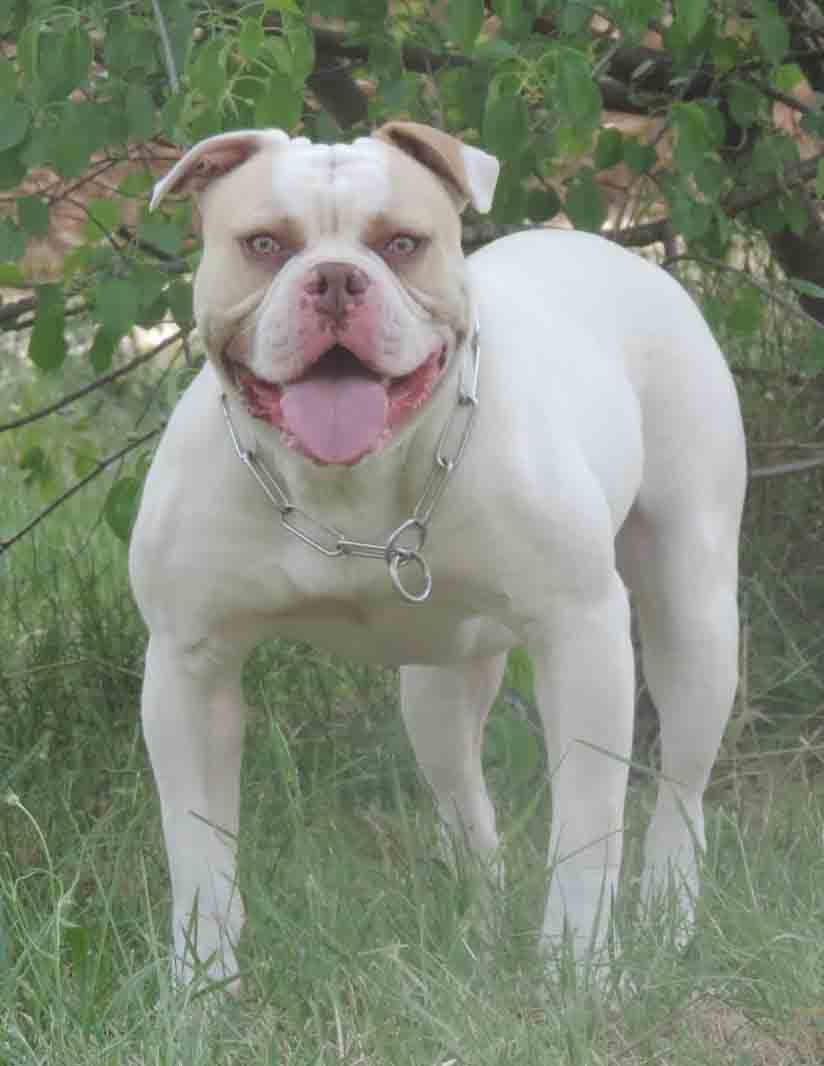 Suburban Bulls' Django @ Canon Ball Kennel