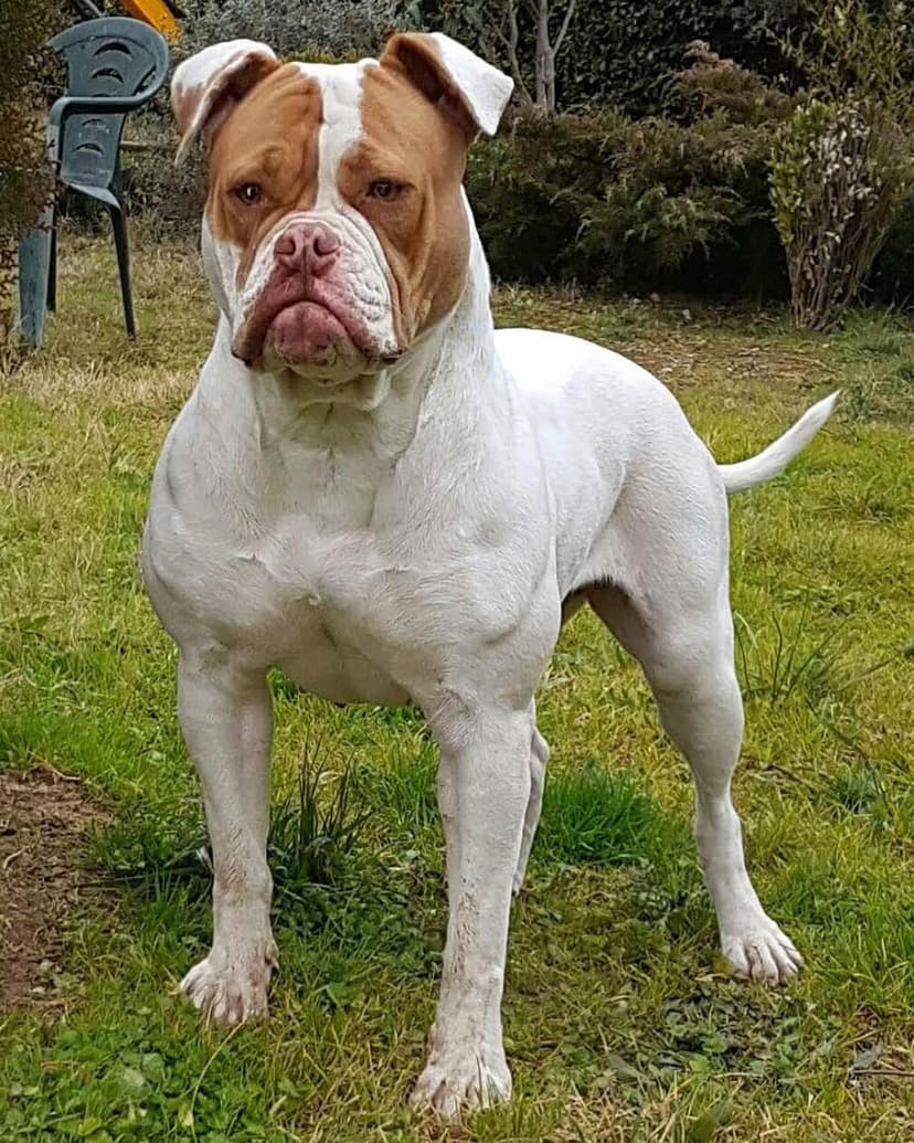 Suburban Bulls' Jasmine