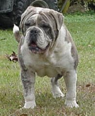 Sullivan's Doby Blue