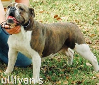 Sullivan's Amazing Gracie Blue
