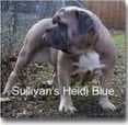 Sullivan's Heidi Blue
