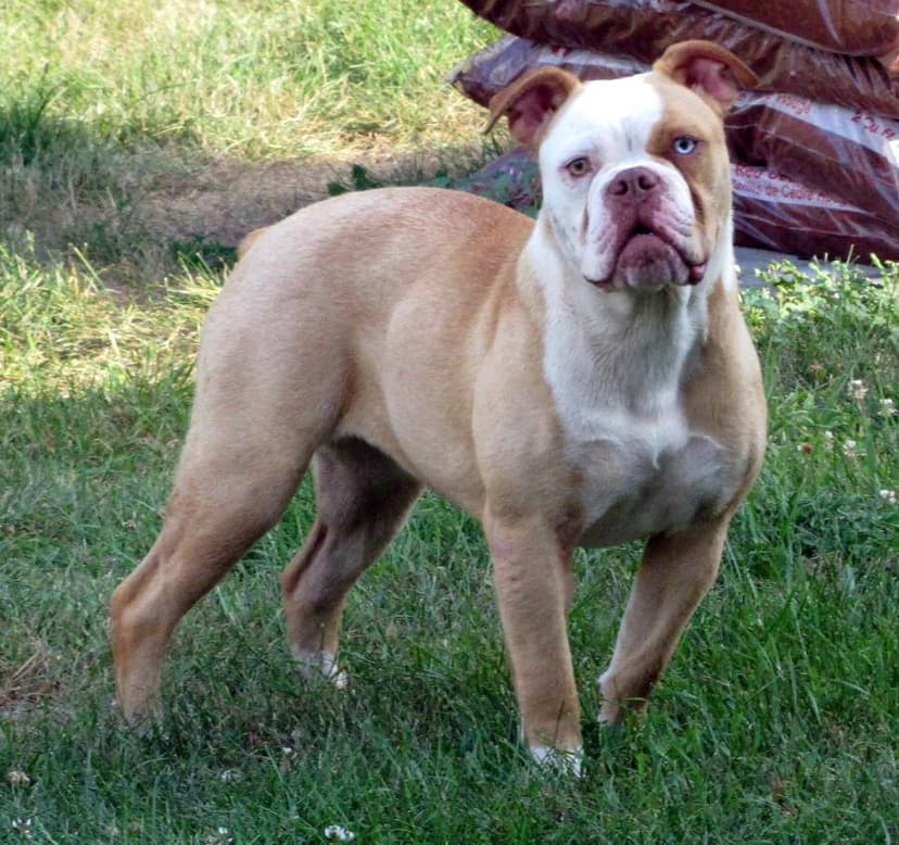 Taurus Bulls Mimic