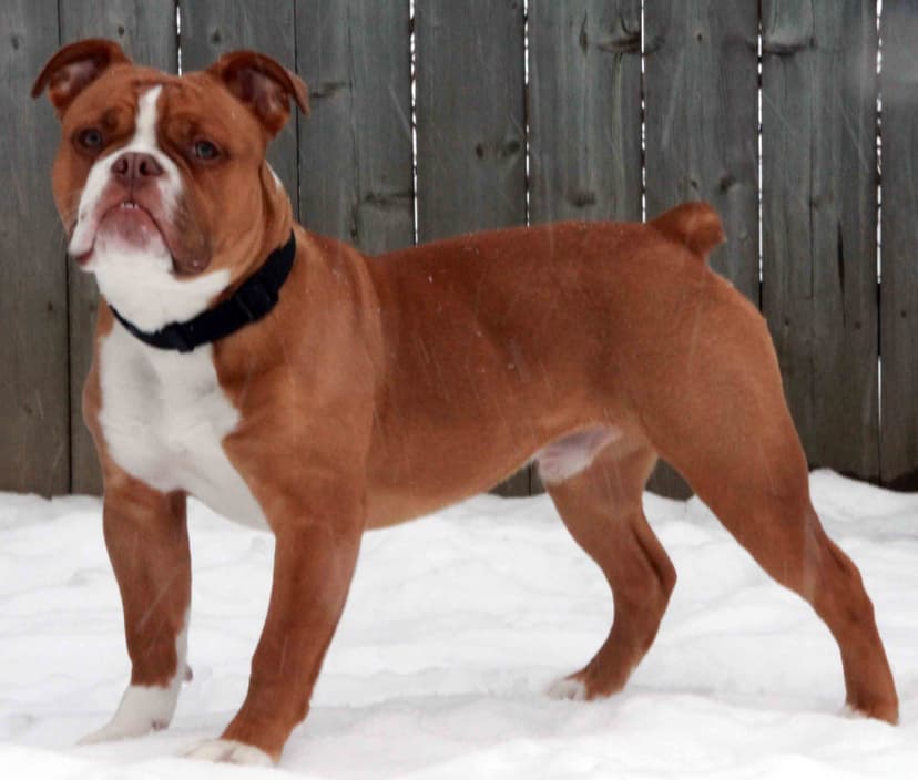 Taurus Bulls Prince Romolo