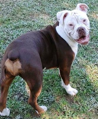 TBK's Bruiser Ann Monson