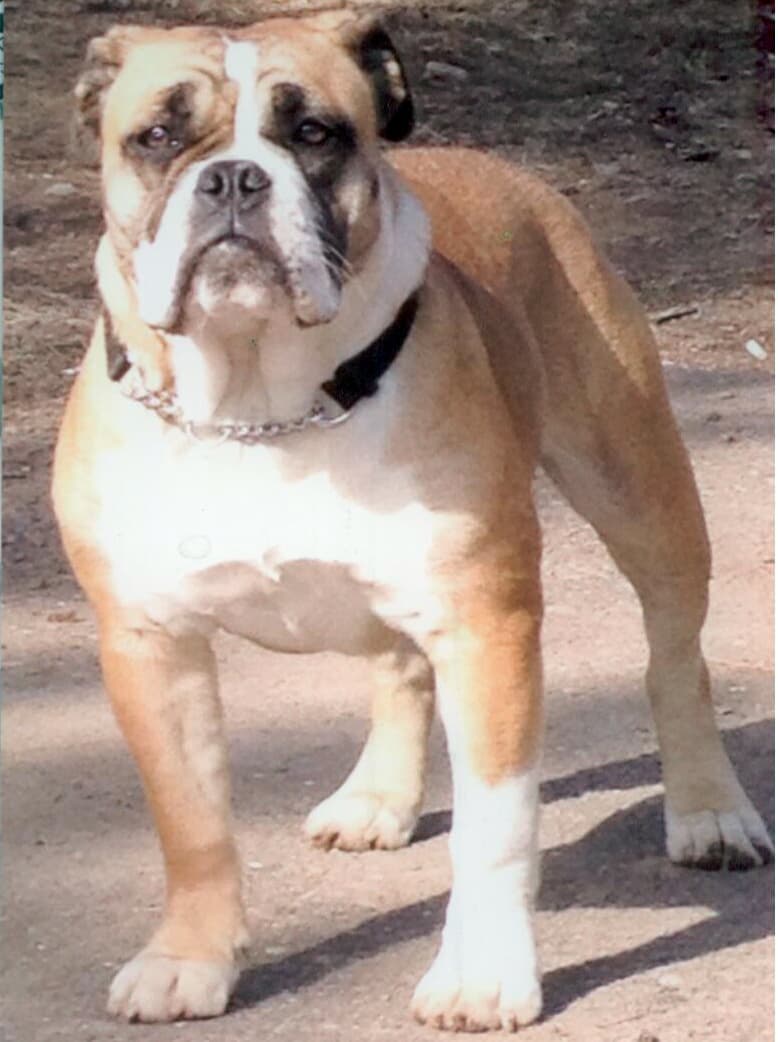 TBK's Puppy C1 (9)