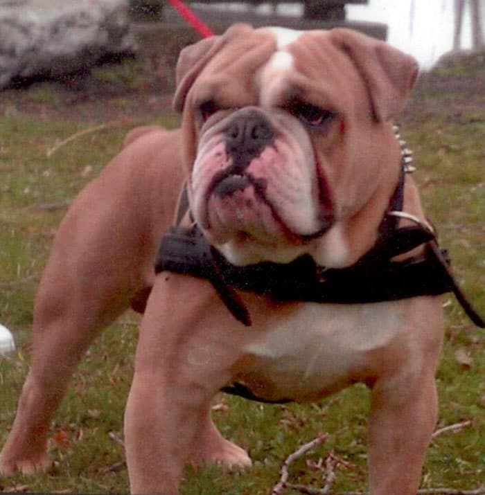 Texas Geez' Ozzy of Cambull Kennels