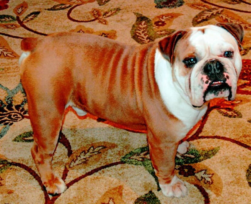 Texas Pride's Zeus