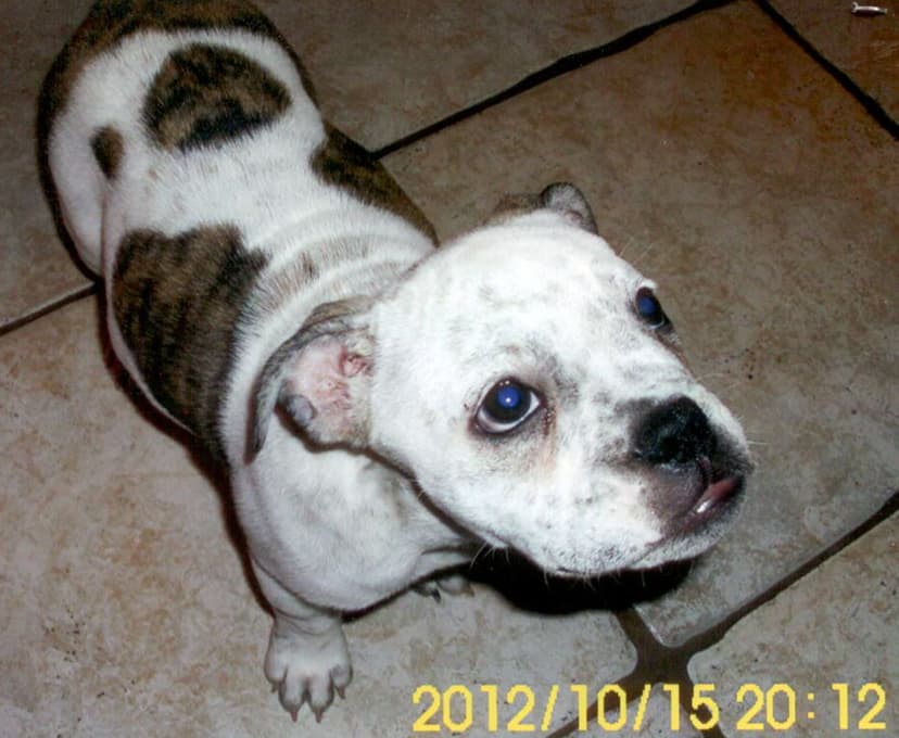 Texas Tuff's Cali Jade