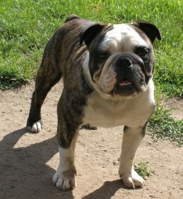 Thornton's Bodacious Walter