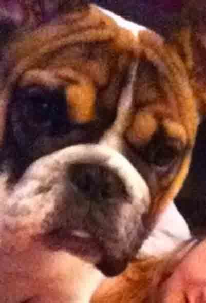 Thornton's Buzy Izzy