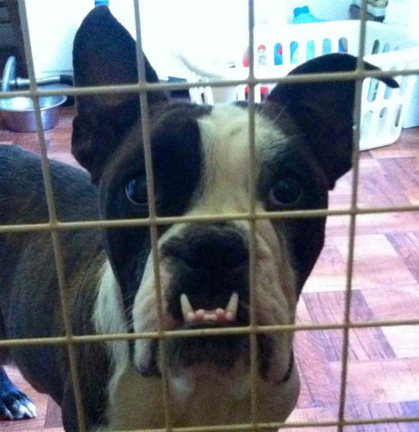 Thornton's Ms Silly Tilly
