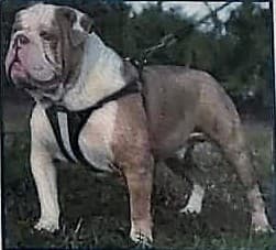 Thunder Z Tugger