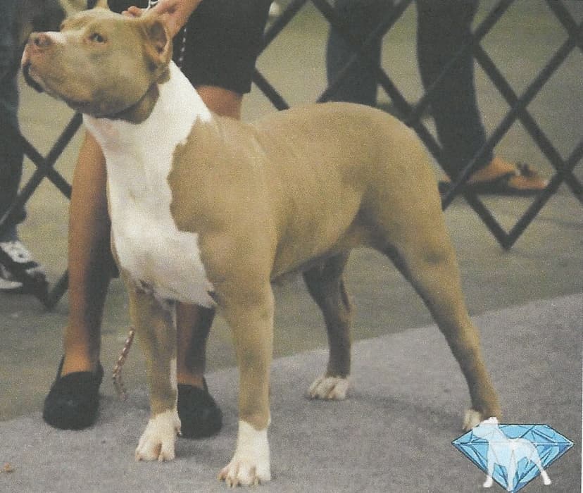 Top Dog Bullies Champagne Legacy