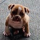 Top Shelf Bullys' Benji NB