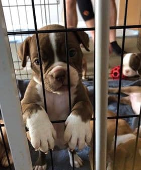 Top Shelf Bullys' Piper NB