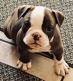 Top Shelf Bullys' Princess Hera