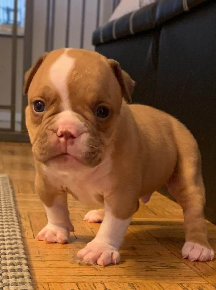 Top Shelf Bullys' Remo NB