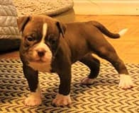 Top Shelf Bullys' Penny NB