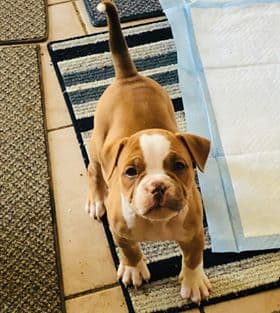 Top Shelf Bullys' Xena NB