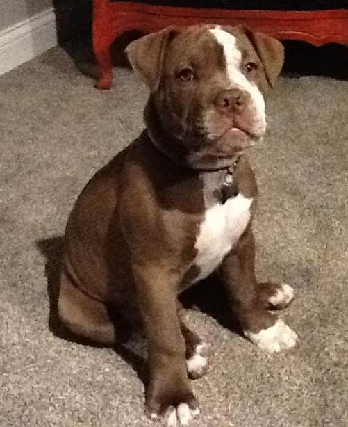 Trail Creek's Tyson