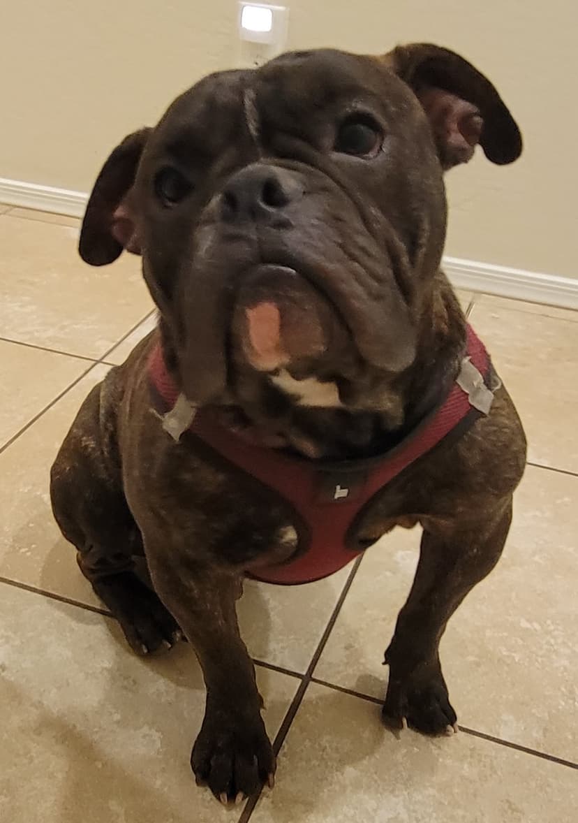 True Blue Bulldogges' Taco