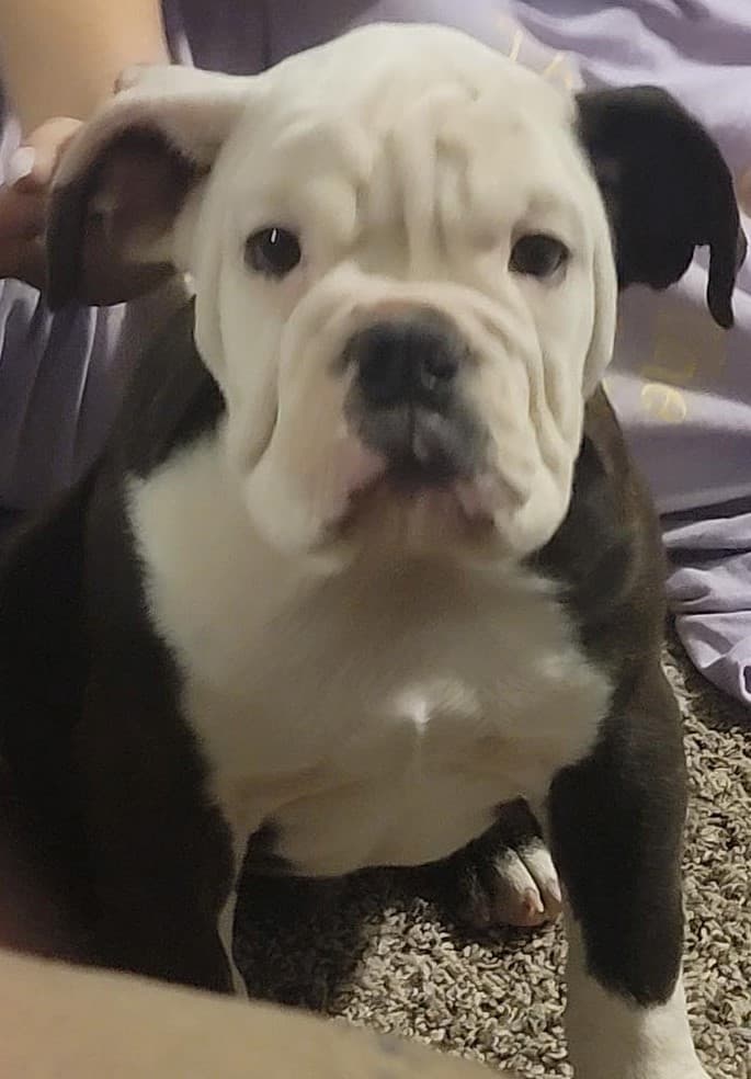 True Blue Bulldogges' Rowdy