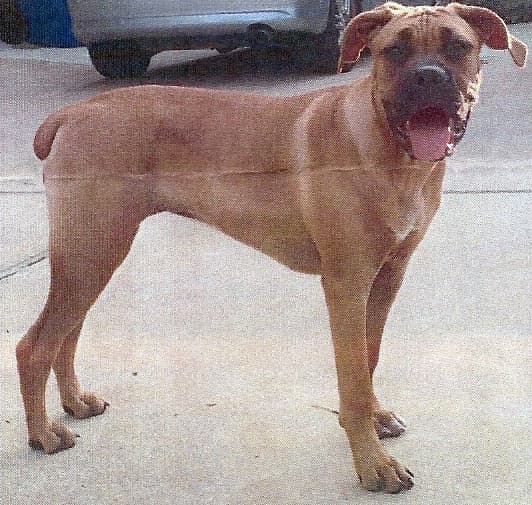 TX Rock Dogges' Starr Dancer