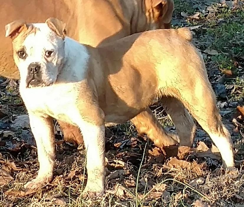 XSB's Puppy A1