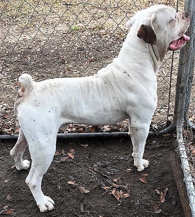 XSB's Kilo of SSOB
