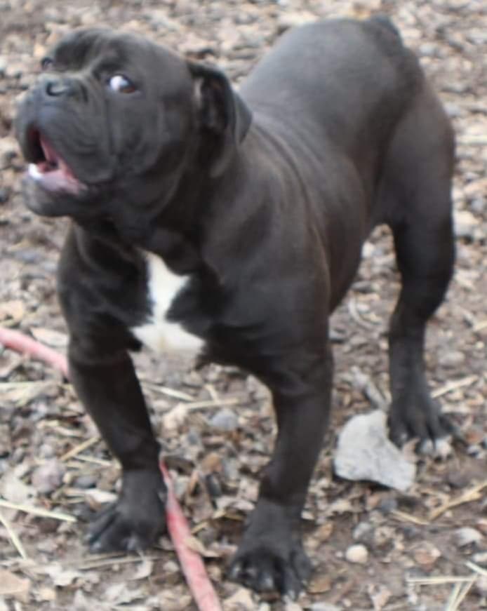 XSB's Thor