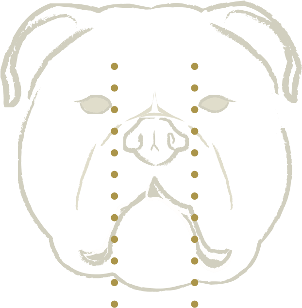 Olde English Bulldogge breed standard diagram