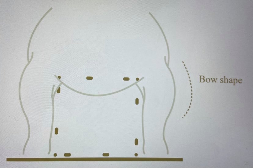 Olde English Bulldogge breed standard diagram
