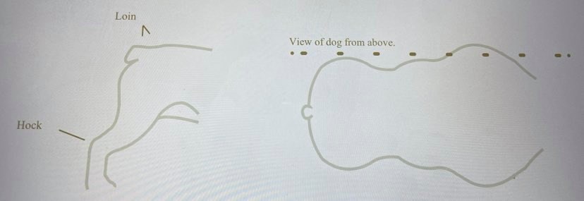 Olde English Bulldogge breed standard diagram
